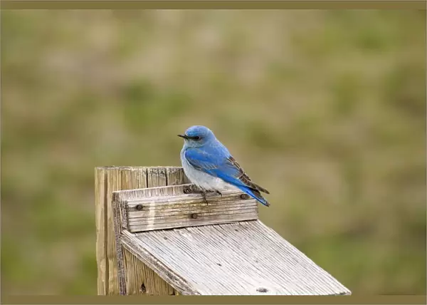 Male mountain bluebird on top of a nesting box