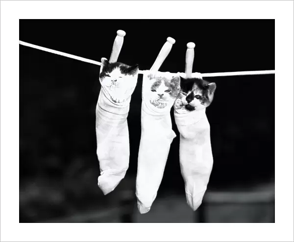 Three kittens in socks