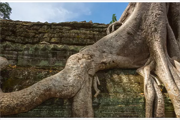 Tree on Stone Wall in Angkor Thom