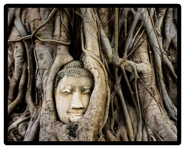 Buddha head overgrown by tree root at Ayutthaya