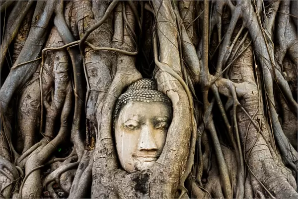 Buddha head overgrown by tree root at Ayutthaya