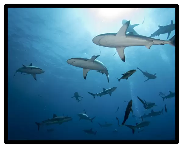 Grey Reef Sharks at Osprey Reef
