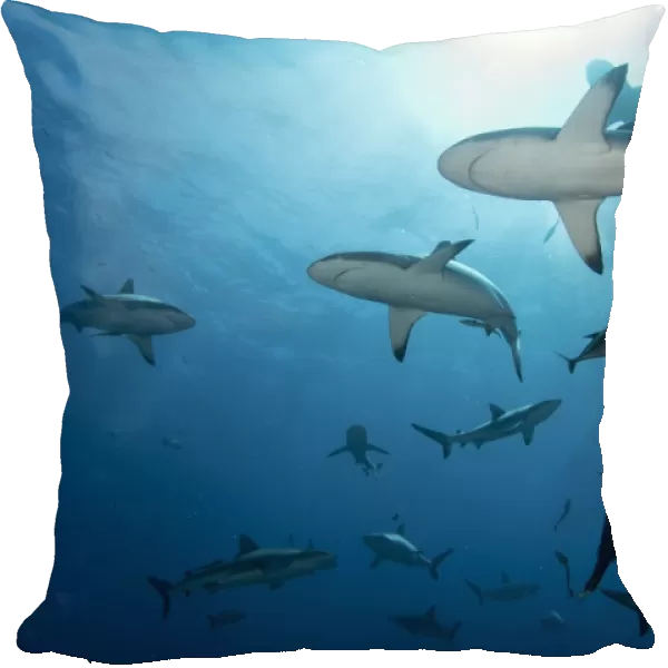 Grey Reef Sharks at Osprey Reef