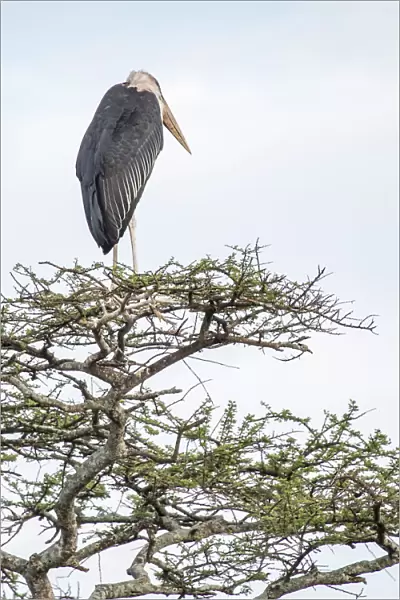 Marabou stork perched on an acacia tree