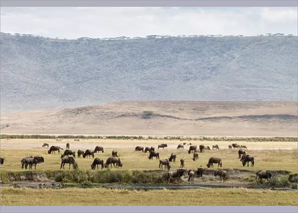 Group of wildebeest grazing on the Ngorongoro Crater