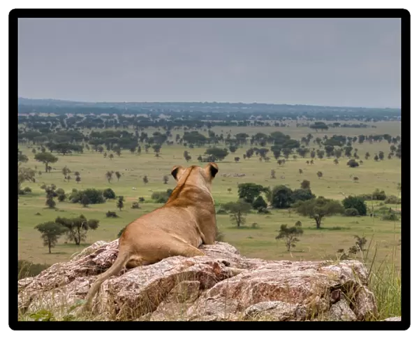 Lioness in the Serengeti
