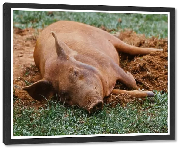 Pig sleeping on a grass in Vinales valley, Cuba