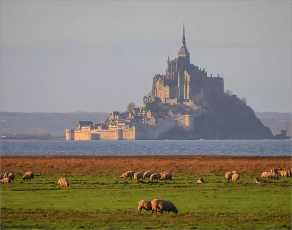 Mont-Saint-Michel with sheeps at sunrise