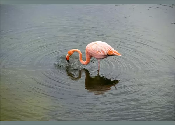 Galapagos Flamingo
