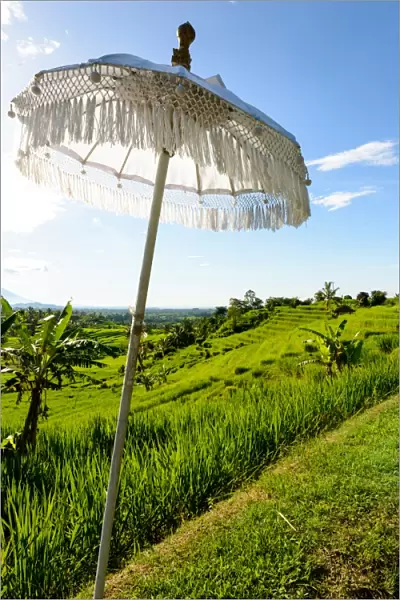 White Balinese Umbrella in paddy fields