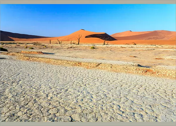Dead Acacia trees in the arid Namib Desert