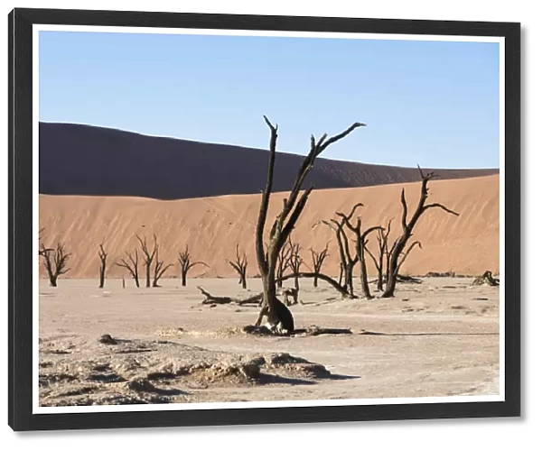 Dead trees in dried-up salt and clay pan, Dead Pan, Sossusvlei, UNESCO World Heritage Site, Namib Desert, Namibia