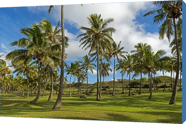 Palm trees, beach of Anakena, Rapa Nui, Easter Island, Chile