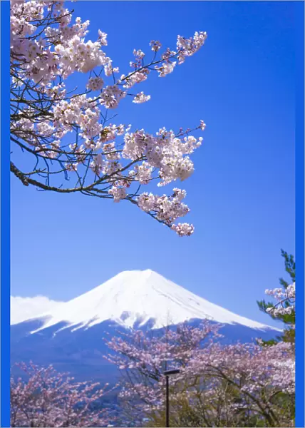 Cherry trees and Mt. Fuji