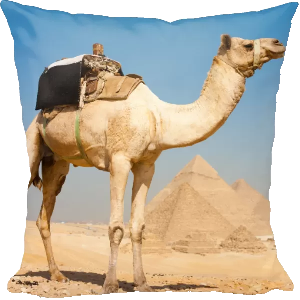 Camel Pyramids Giza All Together