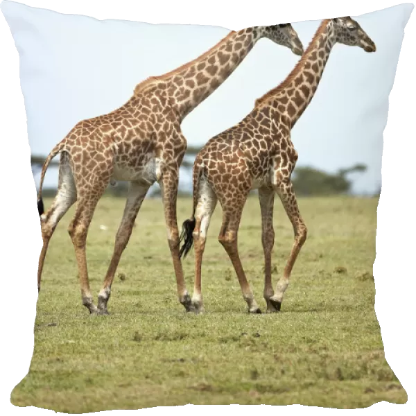 Giraffes -Giraffa camelopardalis-, Serengeti, Tanzania, Africa