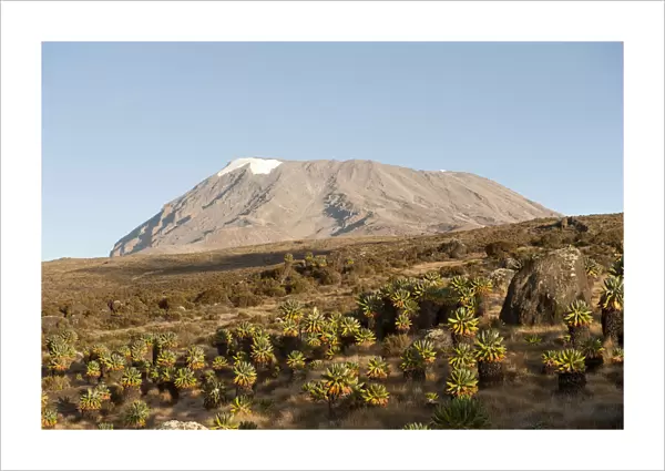 Kibo Peak, extinct volcano, forest of Giant Groundsel -Dendrosenecio Kilimanjari-, Kilimanjaro National Park, Marangu Route, Tanzania, East Africa, Africa