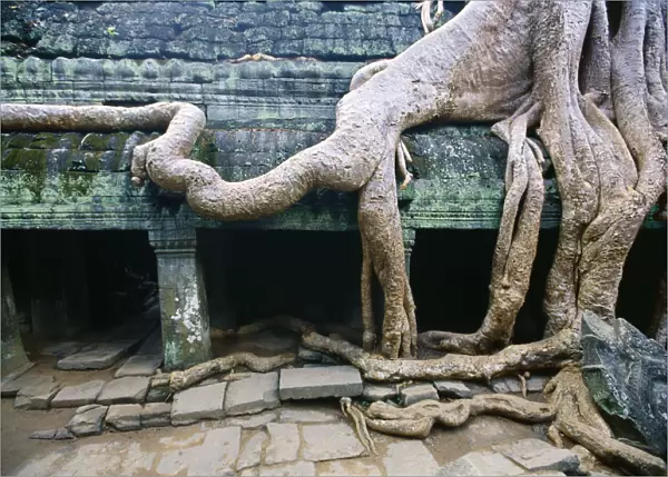 Frangipani tree roots wrapping an Angkor Wat wall