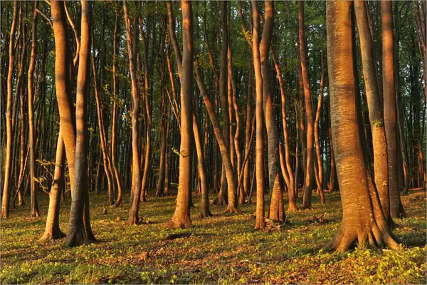 Beech -Fagus sylvatica- forest in the early morning light, UNESCO World Natural Heritage Site, Jasmund National Park, Rugen, Mecklenburg-Western Pomerania, Germany