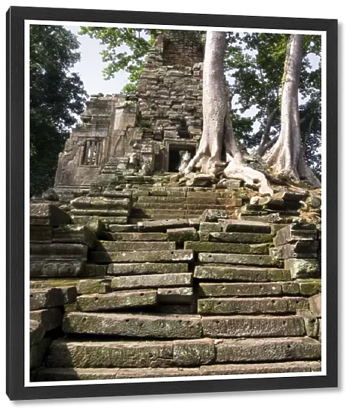 Trees growing from Angkor Thom