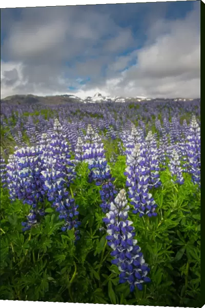 Lupines field in southern Iceland