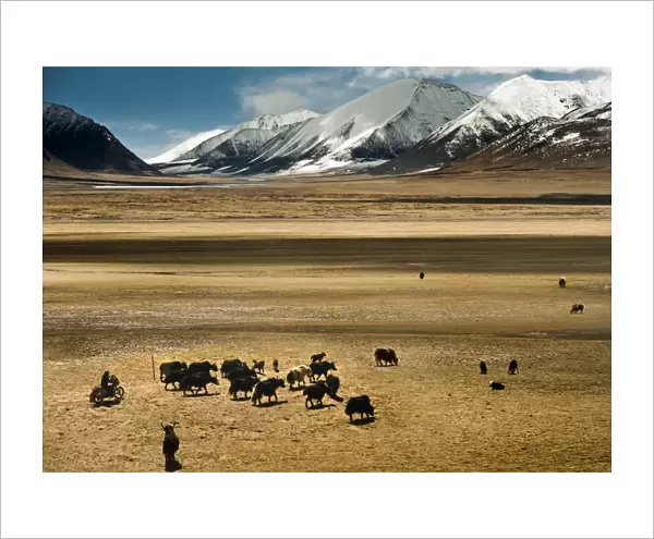 Yak herd in dry grassland