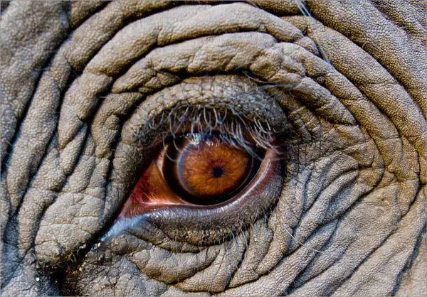 Elephant eye, Bandhavgarh National Park, India
