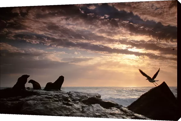 Cape fur seals (Arctocephalus p. pusillus) on rock, South Africa