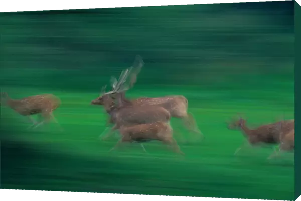 Axis deer (Axis axis) running across field (blurred motion)