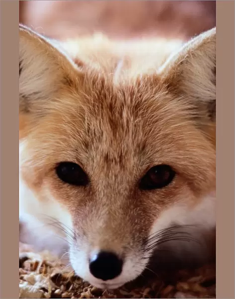 Red fox (Vulpes vulpes), CLOSE-UP