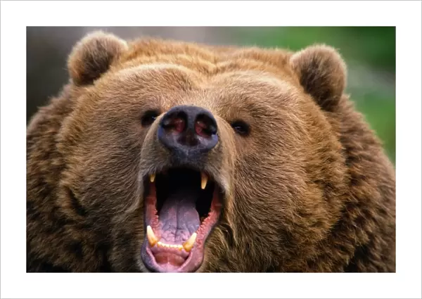 Brown Bear (Ursus arctos) growling, Kodiak Island, Alaska