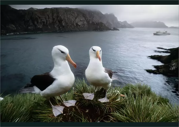 Black-Browed Albatross (Diomedea Melanophris) Pair on Cliff