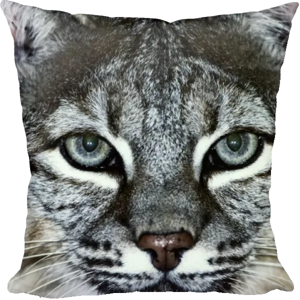 Bobcat (Felis rufus) head-shot