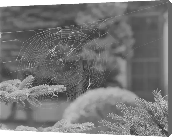 Close-up of spider web on fir tree