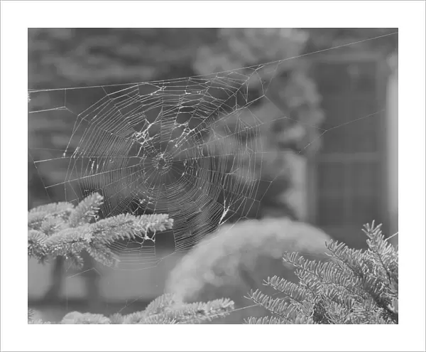 Close-up of spider web on fir tree
