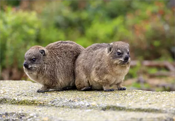 Rock Hyraxes -Procavia capensis-, two young, Bettys Bay, Western Cape, South Africa