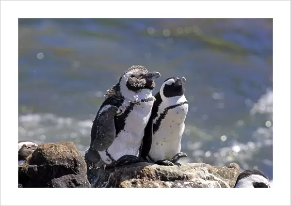 African Penguins or Jackass Penguins -Spheniscus demersus-, pair on rocks, Bettys Bay, Western Cape, South Africa