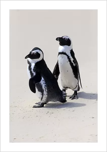 African Penguins or Jackass Penguins -Spheniscus demersus-, pair on the beach, Boulders Beach, Simons Town, Western Cape, South Africa