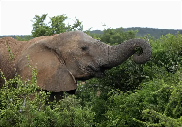 African Elephant -Loxodonta africana-, young feeding, foraging, portrait, Addo Elephant National Park, Eastern Cape, South Africa