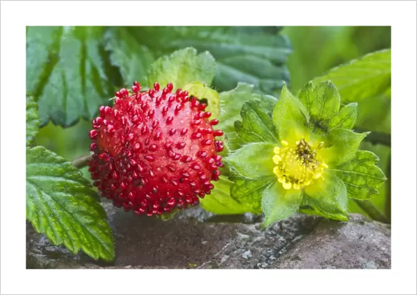 Mock strawberry -Potentilla indica-, Tyrol, Austria