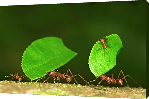 Workers of Leafcutter Ants -Atta cephalotes- carrying leaf pieces into their nest, Tambopata Nature Reserve, Madre de Dios region, Peru