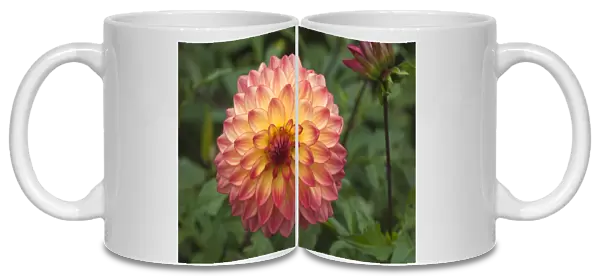 Flower of a Dahlia -Dahlia-