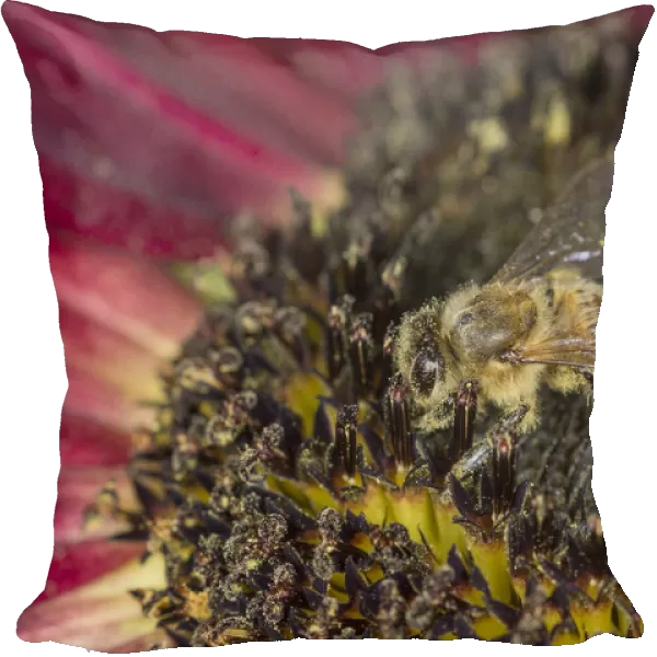 European Honey Bee -Apis mellifera- on a red Sunflower -Helianthus-