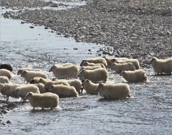 Flock of sheep crossing a river, sheep transhumance, near Hofn, Iceland