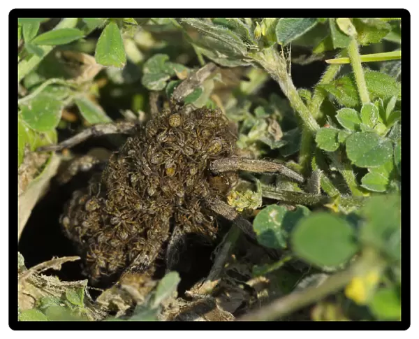 South Russian Tarantula -Lycosa singoriensis- carrying spiderlings on the back, Bulgaria