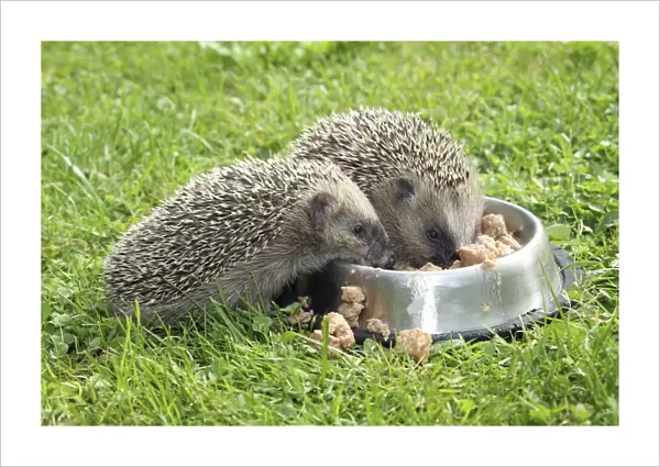 Hedgehog -Erinaceus europaeus-, young animals, 4 weeks, feeding from feeding bowl in the garden, Allgau, Bavaria, Germany