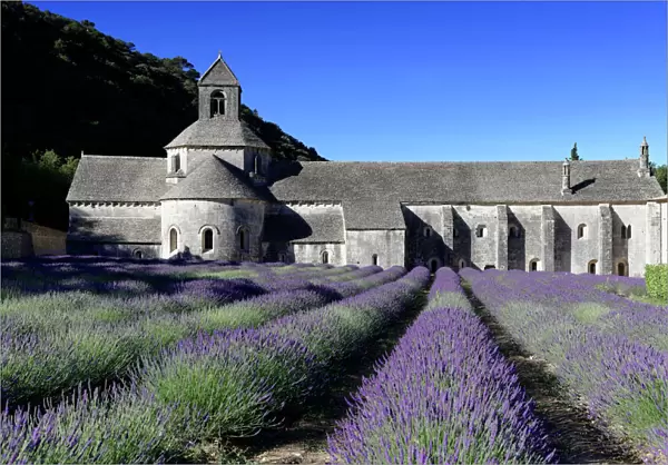 Cistercian abbey Abbaye Notre-Dame de Senanque, with lavender field, Vaucluse, Provence, Provence-Alpes-Cote dAzur, France