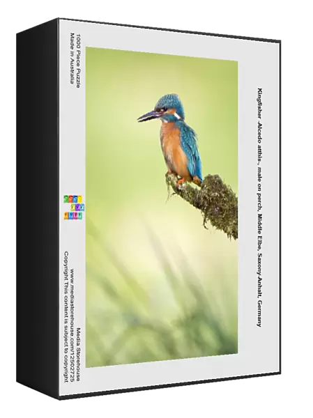 Kingfisher -Alcedo atthis-, male on perch, Middle Elbe, Saxony-Anhalt, Germany