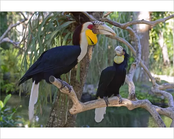 Wreathed hornbill -Aceros undulatus-, pair, male in front, female behind, Bali, Indonesia