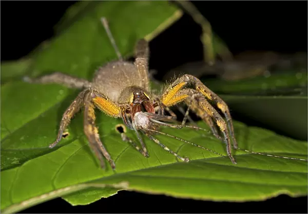 Brazilian Wandering Spider or Banana Spider, Phoneutria genus, spider family Ctenidae, Tambopata Nature Reserve, Madre de Dios Region, Peru